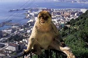 View Point Prints: Gibralter. Gibralter ape