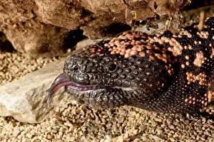 Poisonous Prints: Gila Monster Heloderma horridum Native to the South Western US Habitat - Southwestern