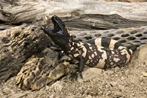 Images Dated 21st May 2006: Gila Monster, Heloderma suspectum, posed with mouth open and a venomous bite. SW USA