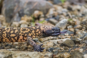 Images Dated 19th August 2014: Gila Monster (Heloderma suspectum)