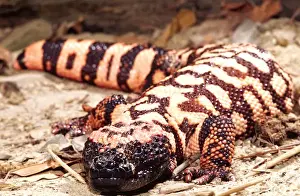 Spot Prints: Gila Monster Heloderma suspectum Native to South Western US