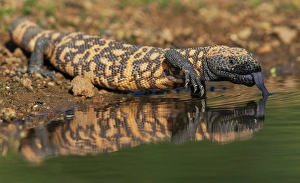 Gila monster quenching its thirst in southern Arizona