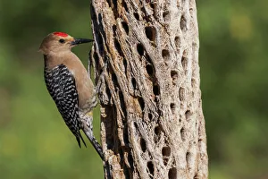 Skeleton Prints: Gila woodpecker foraging on cactus skeleton, USA, Arizona