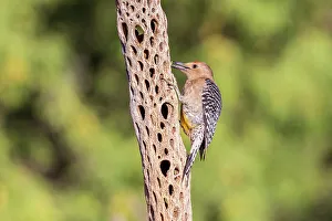 Melanerpes Uropygialis Prints: Gila Woodpecker male on tree, Pima County, Arizona
