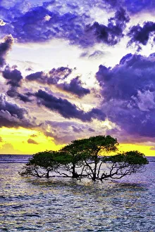 Lone Tree Prints: Gili Trawangan Island off the coast of Lombok