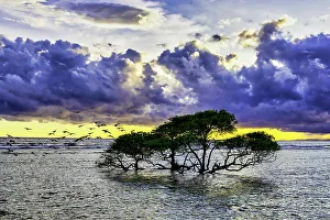Lone Tree Prints: Gili Trawangan Island off the coast of Lombok