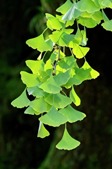 Kyoto Prints: Detail of gingko tree, Kyoto, Japan