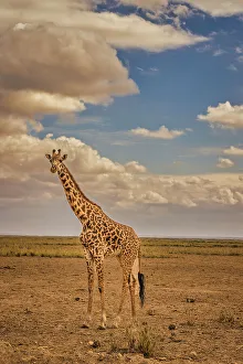 Giraffe Prints: Giraffe, Amboseli National Park, Amboseli Nation Park, Africa