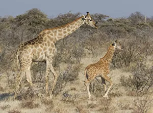 Giraffe Prints: Giraffe and baby on guard, Etosha National Park