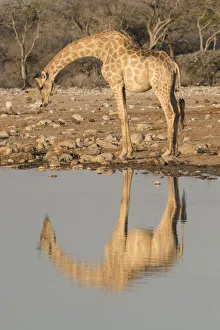 Giraffe Prints: Giraffe bends over to drink at a waterhole