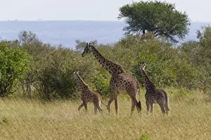 National Reserve Prints: Giraffe family on the savanah, Masai Mara National Reserve, Kenya