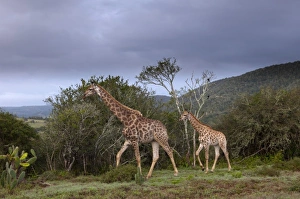 Images Dated 19th April 2010: Giraffe (Giraffa camelopardalis), Kariega Game Reserve, South Africa