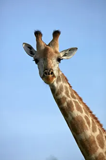 Images Dated 2nd July 2020: Giraffe (Giraffa camelopardalis angolensis), Chobe National Park, Botswana, Africa