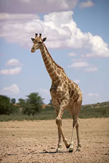Giraffe (Giraffa camelopardalis angolensis), Kgalagadi Transfrontier Park, South Africa