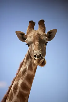 Images Dated 28th April 2020: Giraffe (Giraffa camelopardalis angolensis), Kgalagadi Transfrontier Park, South Africa