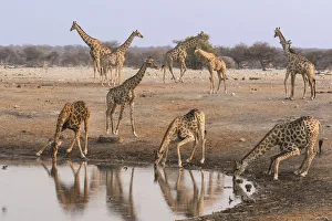 Giraffe Prints: Giraffe (Giraffa Camelopardalis angolensis) come to drink at Chudob waterhole