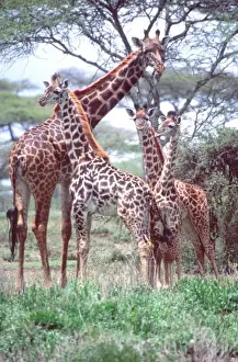 Giraffe Group or Herd w / Young, Giraffa camelopardalis, Tanzania Africa 2005