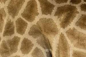 Giraffe Prints: Giraffe pattern close-up, Etosha National Park