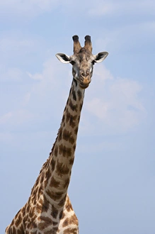 National Reserve Prints: Giraffe on the plain, Masai Mara National Reserve, Kenya