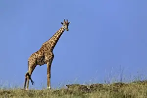 Images Dated 2nd September 2008: Giraffe, on ridge against blue sky