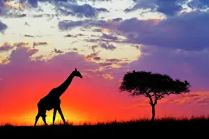 Giraffe Prints: Giraffe silhouetted at sunrise