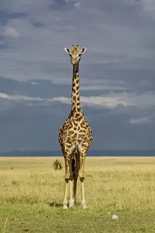 Game Reserve Prints: Giraffe and stormy sky, Giraffa camelopardalis tippelskirchi, Masai Mara Game Reserve