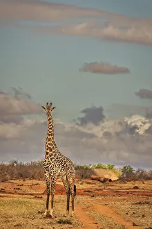 Giraffe Prints: Giraffe, Tsavo West National Park, Africa
