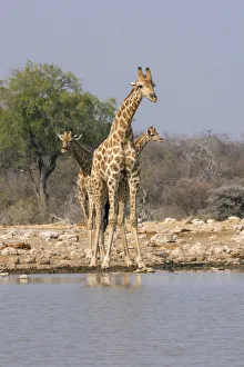 Three giraffes peer across the waterhole in Etosha National Park, Namibia, Africa