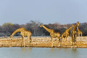 Giraffe Prints: Giraffes by the river. Etosha National Park, Oshikoto Region, Namibia