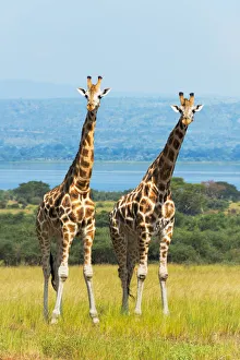 Giraffes on the savanna, Murchison Falls National park, Uganda Giraffes on the savanna, Murchison Falls National park, Uganda