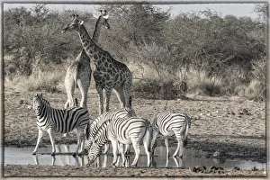 Images Dated 7th July 2017: Giraffes and zebras at waterhole, Etosha National Park