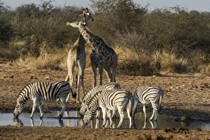 Giraffe Prints: Giraffes and zebras at waterhole, Etosha National Park
