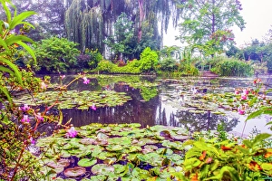 Weeping Willow Prints: Giverny, France. Wide angle landscape view of Claude Monet's water gardens in the village of Giverny