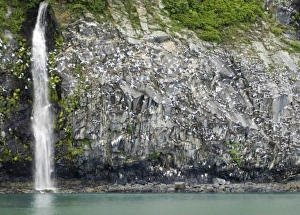 Images Dated 23rd June 2006: Glacial Waterfall and Black-Legged Kittiwakes on Passage Canal Cliffs near Whittier