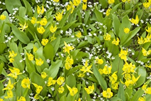 Images Dated 21st June 2009: Glacier Lilies, Erythronium grandiflorum, and Sandwort (Arenaria) Leigh Lake, Cabinet