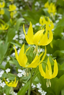 Edible Prints: Glacier Lilies, Erythronium grandiflorum, and Sandwort (Arenaria) Leigh Lake, Cabinet