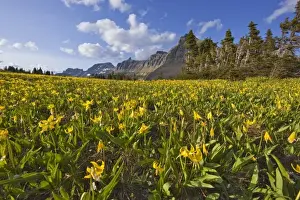 Images Dated 10th July 2009: Glacier lillies carpet the meadows at Logan Pass in Glacier National Park in Montana