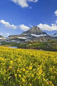 Wild Flower Prints: Glacier lillies carpet the meadows at Logan Pass in Glacier National Park in Montana