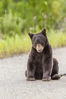 Images Dated 20th July 2015: Glacier National Park, The Loser of Bear-Truck Collision on the Camas Road