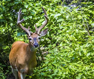 Glacier National Park, montana, white tailed deer, us27 yke0021