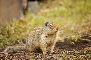 Glacier National Park, Montana, USA. Columbian ground squirrel