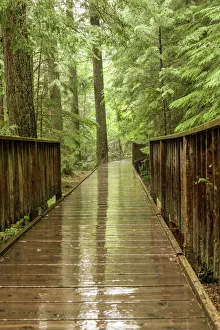 Glacier National Park, Montana, USA. Trail of the Cedars bridge over Avalanche Creek