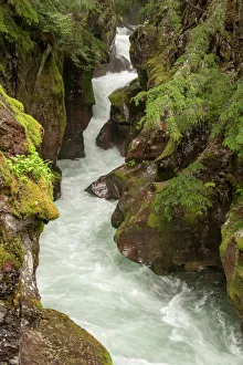 Moss Prints: Glacier National Park, Montana, USA. Avalanche Creek accessible via a mostly boardwalk
