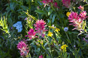 Images Dated 2000: Glacier National Park, Montanta, alpine flower, flowers, iceberg lake trail, many glacier