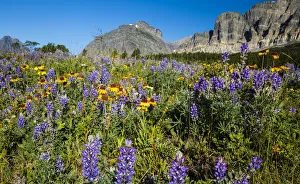 Meadows Prints: Glacier National Park, Sunrise, fields, many glacier, meadows, wildflowers, us27 yke0059