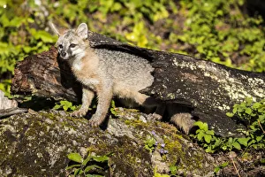 Images Dated 2000: Glacier National Park, Wildlife, grey fox, montana, us27 yke0038