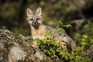 Images Dated 2000: Glacier National Park, Wildlife, grey fox, montana, us27 yke0040