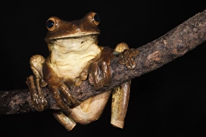 Images Dated 28th July 2010: Gladiator Frog (Hypsiboas boans) captive
