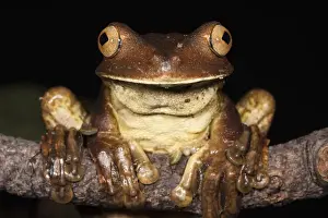 Gladiator Frog (Hypsiboas boans) CAPTIVE Choco Region of northwest Ecuador
