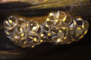 Habitat Loss Gallery: Glass Frog Eggs (Hyalinobatrachium aureoguttatum) with tappoles starting to hatch